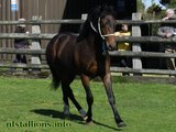Stallion Passing 2014