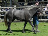 Stallion Passing 2014