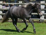 Stallion Passing 2014