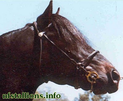 Vernons Sweet Sultan