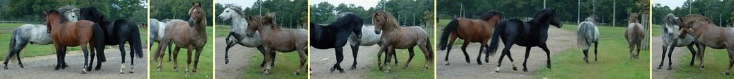 Stallions being turned out at New Park, Autumn 2007